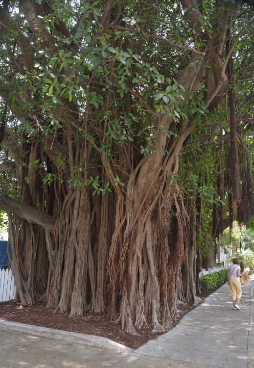 banyan tree